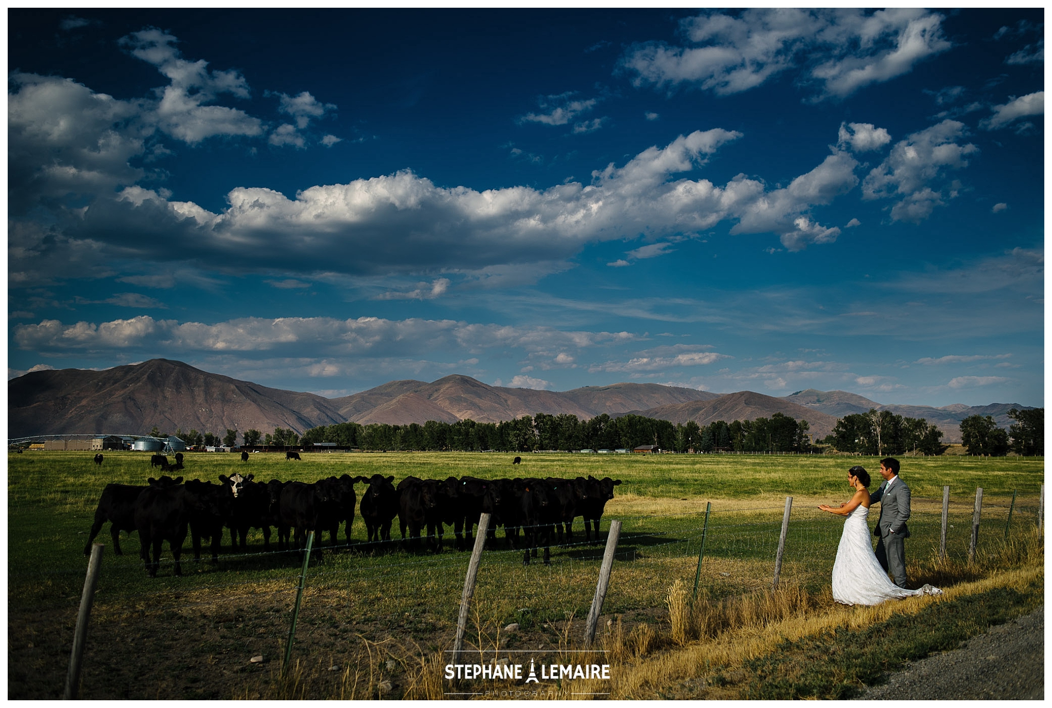 Bride and Groom near cattle at wood river ranch Sun Valley Wedding by Stephane Lemaire 